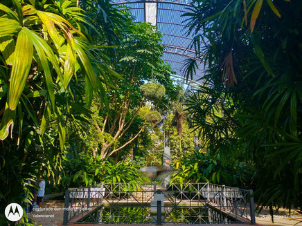 El Umbracle del Jardín Botánico de Valencia es un mundo de plantas vivas que crecen y evolucionan las plantas  dentro de un ambiente controlado. 