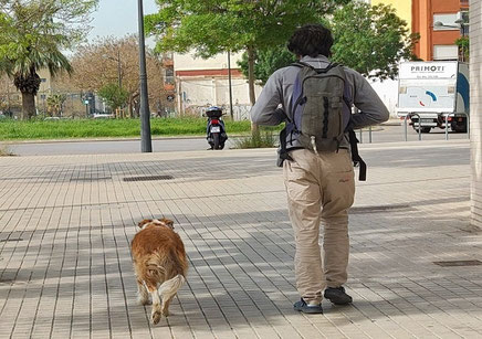 Recogida de excrementos de lo canes: Es obligatorio retirar de forma inmediata las deyecciones del animal en cualquier espacio público.