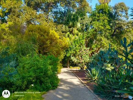 La arboleda del jardín Botánico está organizada en paseos con nombres dedicados a diferentes árboles, como la palmera, el algarrobo, el olivo, el almez, el roble, el fresno, el olmo, la carrasca, el chopo, el pino y el Sauce.