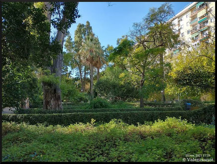 Pinos canarios  en el Jardín de Ayora en Valencia