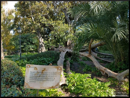 Ficus Caído en el Jardín de Ayora  en Valencia