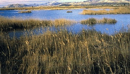 El Parque Natural del Prat de Cabanes-Torreblanca (erróneamente escrito como "plat"), un humedal costero de gran valor ecológico situado en la provincia de Castellón. Es una estrecha franja de marismas y pantanos separada del mar por un cordón de piedras