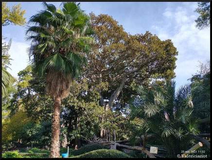Entre las especies botánicas que encontramos en el Jardín de Ayora, destacan los pinos, las palmeras, laureles, chorysias, jacarandas, mimosas, naranjos, limoneros, eucaliptus.