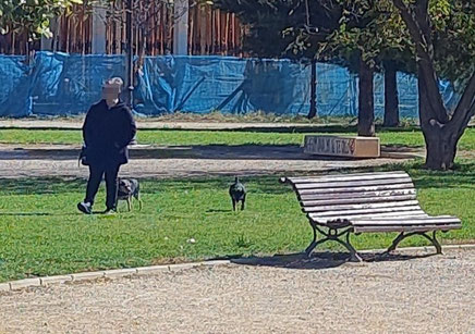 Control y vigilancia para los perros en Valencia: El animal debe estar bajo la vigilancia permanente de su titular para evitar molestias a viandantes o daños al mobiliario y entorno natural.