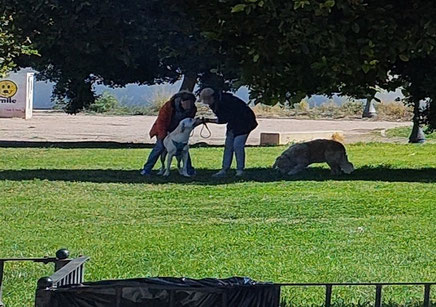 Uso obligatorio de correa para los canes: En vías públicas, parques y jardines urbanos, los perros deben ir siempre sujetos con correa o arnés.