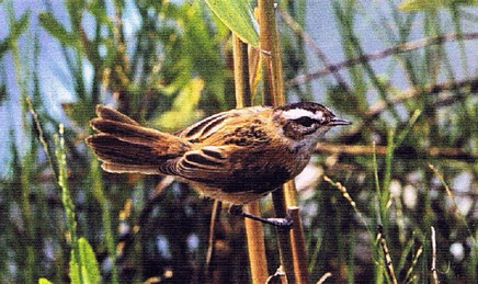 Fauna protegida: Es hogar de peces endémicos en peligro de extinción como el samaruc y el fartet, además de ser un punto clave para el avistamiento de aves migratorias. 
