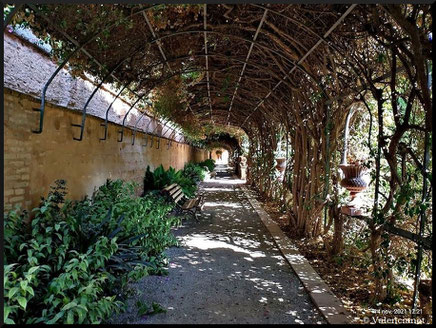 Túnel de la Buganvillas en el Jardín de Monforte de Valencia