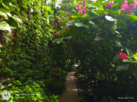 Los cultivos de bromeliáceas, helechos, carnívoras, orquídeas etc. se encuentran en el invernadero del botánico de Valencia.