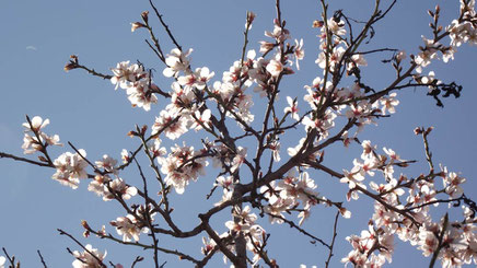 La fiesta de la Entrada de la Flor se celebra en Torrente /Valencia) con la llegada de la primavera.