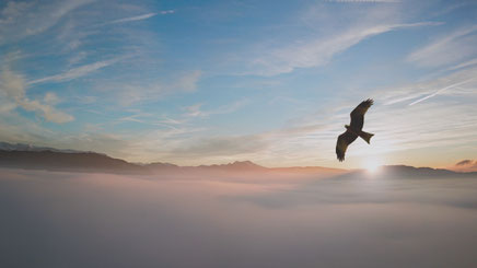 Wake up like a Boss Sunrise Eagle