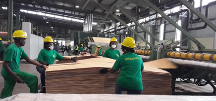 Transformation du bois dans la Zone industrielle de Nkok au Gabon