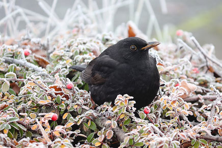 Foto: Amsel im Winter