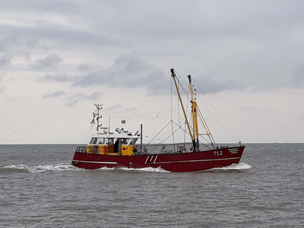 Krabbenfänger unterwegs im Wattenmeer