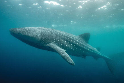 6m long whale shark