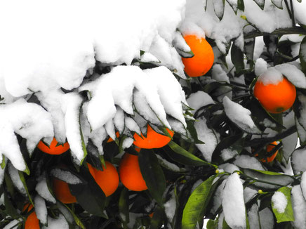 Frozen oranges