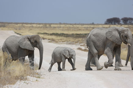 Selbst extrem vorsichtige Schätzungen gehen von mindestens 130.000 Elefanten in Botswana aus. Quelle: Martinsohn/DJV
