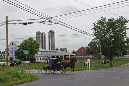Amischer Buggy