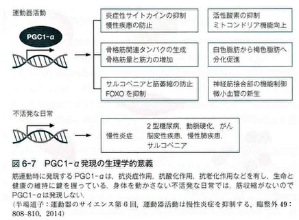 PGC1-α発現の生理的意義