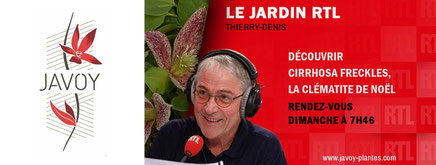 Le Jardin RTL par de la clématite de Noël de Javoy Plantes