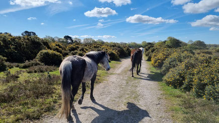 Halbwilde Ponys im New Forest © My own Travel - Genussrundreise durch Kent, Sussex und die Isle of Wight