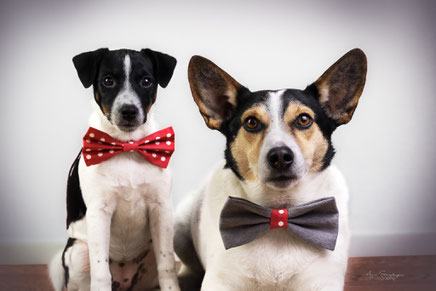 Jack Russell Terrier mit Fliegen im Studio in Landshut / Bayern