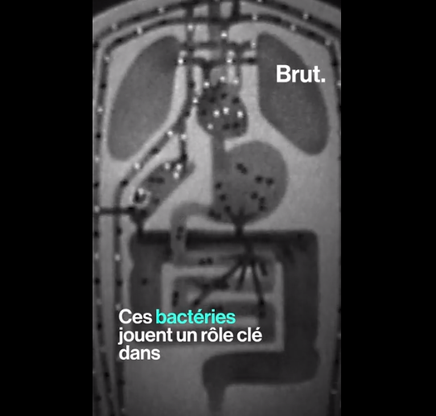 bactéries qui nous composent