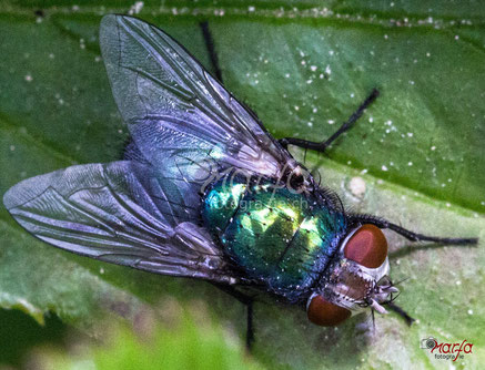 Makro Insekten Fliegen Fotografie 