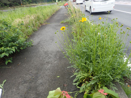 開花しているオオキンケイギク