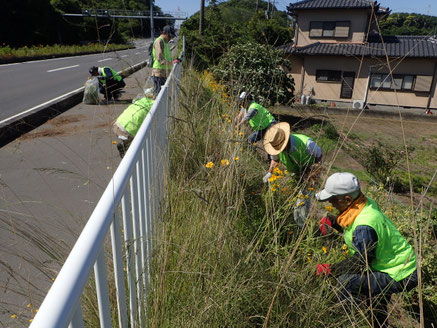 斜面に生えている花も抜去