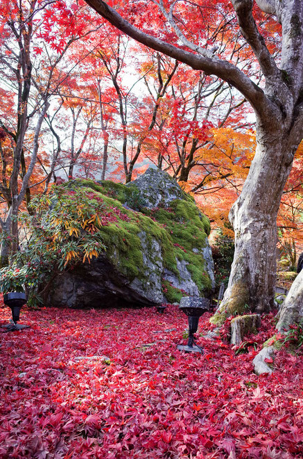 嵐山・宝厳院の紅葉