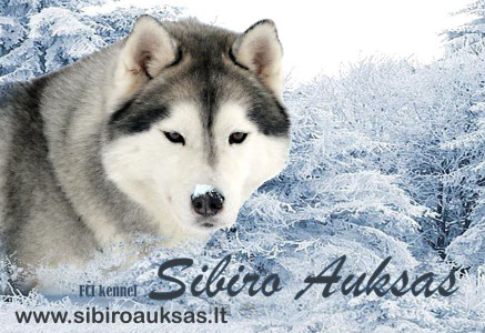 sibirohaskiuveislynas
