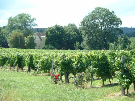 Château La Mallevieille à Monfaucon (Appellation Montravel)