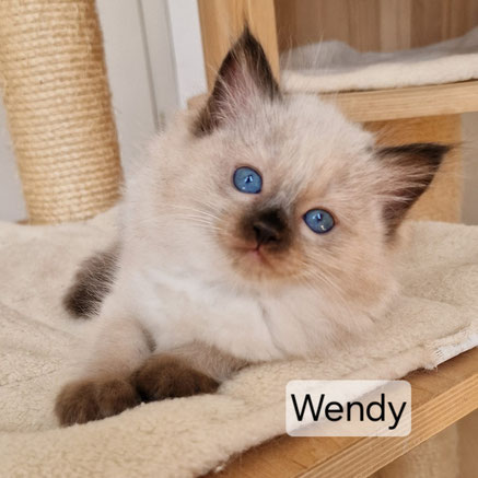 Wendyy, femelle, seal point, réservée 