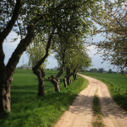 (c) Heike Dahl Oderbruch Feldweg mit Obstbäumen