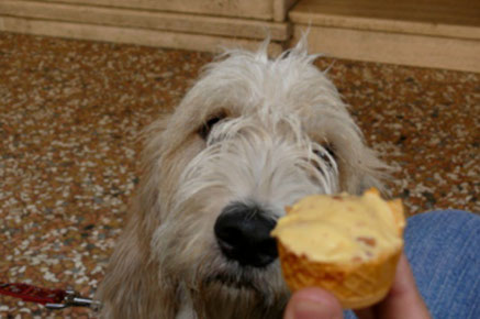 Bologna top things to do - Gelato Museum - Copyright nadia & massimo