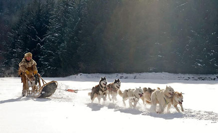 Hundeschlittenfahrt in Lappland bei Ranua – Huskys ziehen einen Schlitten durch verschneite Winterlandschaft