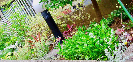 練馬桜台ガーデニングショップかのはの多種の植物を植え込みました。季節ごとにいろんな表情が見られる花壇です。 練馬桜台 ガーデニングショップかのはの 