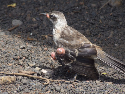 Spottdrossel mit Vogelpocken - Foto: Paquita Hoeck