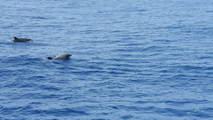 Das Meer und zwei Delfine sind zu sehen.