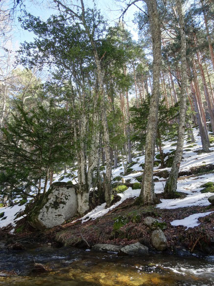 ACEBO DEL PUERTO DE CANENCIA. CANENCIA DE LA SIERRA. MADRID.