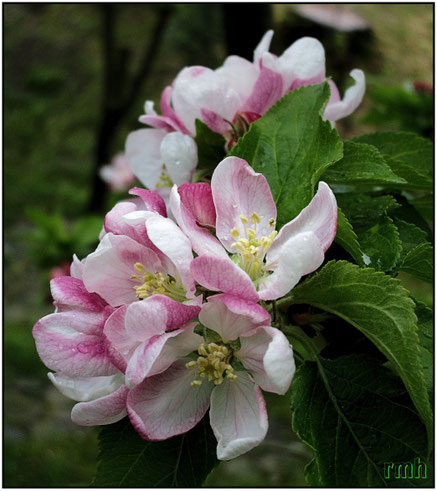 oriental cherry (Prunus serrulata)