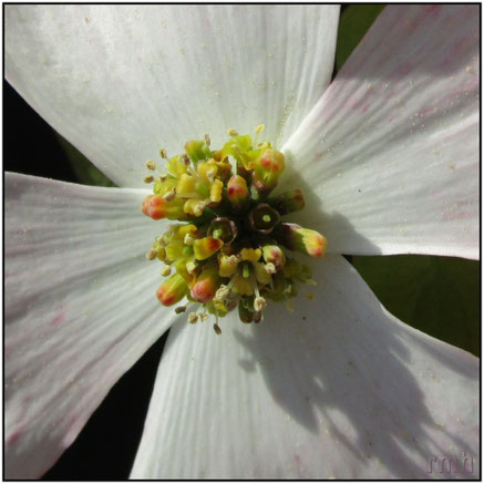 dogwood