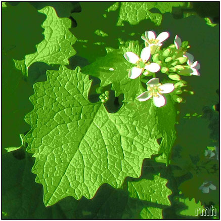 garlic mustard (Alliaria  petiolata)