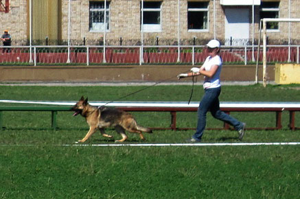 Бренда(Яррас фон Нордэн+Вэлла фон Нордэн)-3-е"очень хорошо" в откр.кл.сук