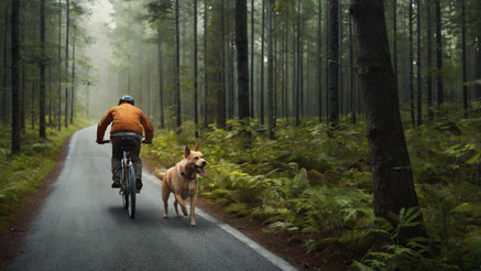 Hundetraining bei Jagdverhalten