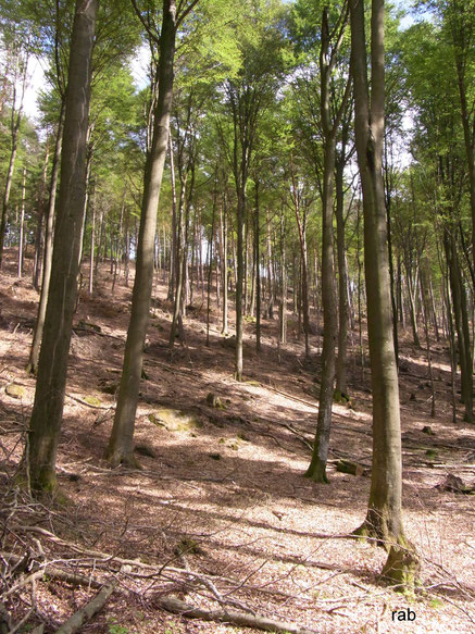 Ausgelichteter Pfälzerwald - naturnaher Wald sieht anders aus!