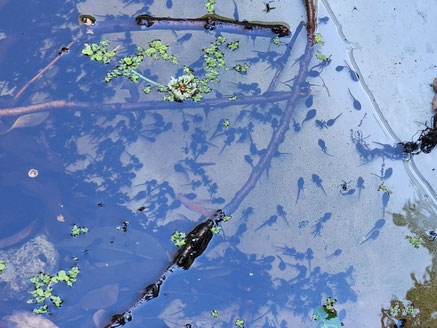 人工池の再生後、生まれたオタマジャクシ
