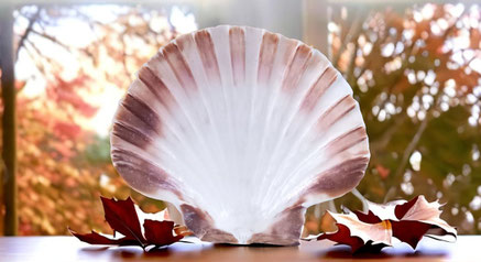 coquille Saint-Jacques