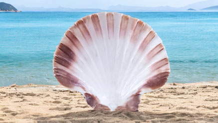 Coquille Saint-Jacques