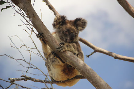 Adorable koala Australien !